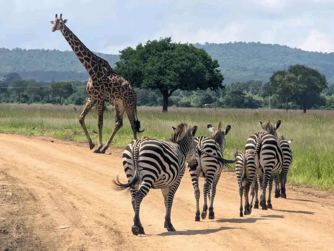 Samochód terenowy na sawannie o zachodzie słońca podczas safari
